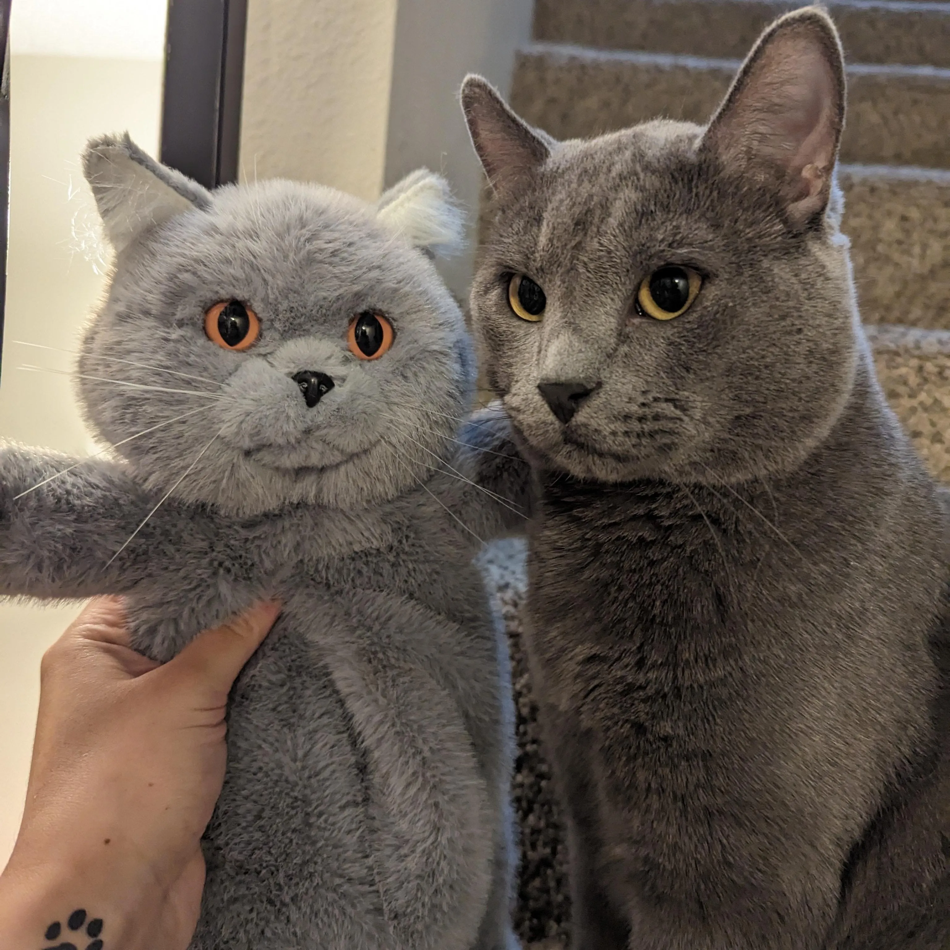 Russian Blue Cat Backpack