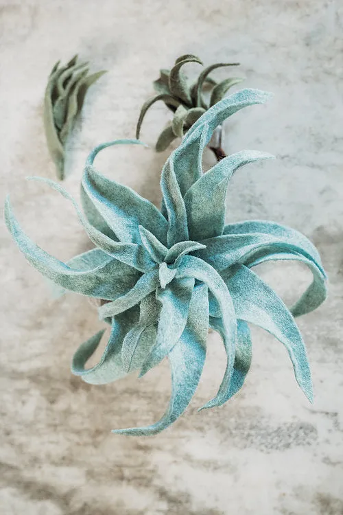 Trio of Air Plants, Advanced PDF Pattern