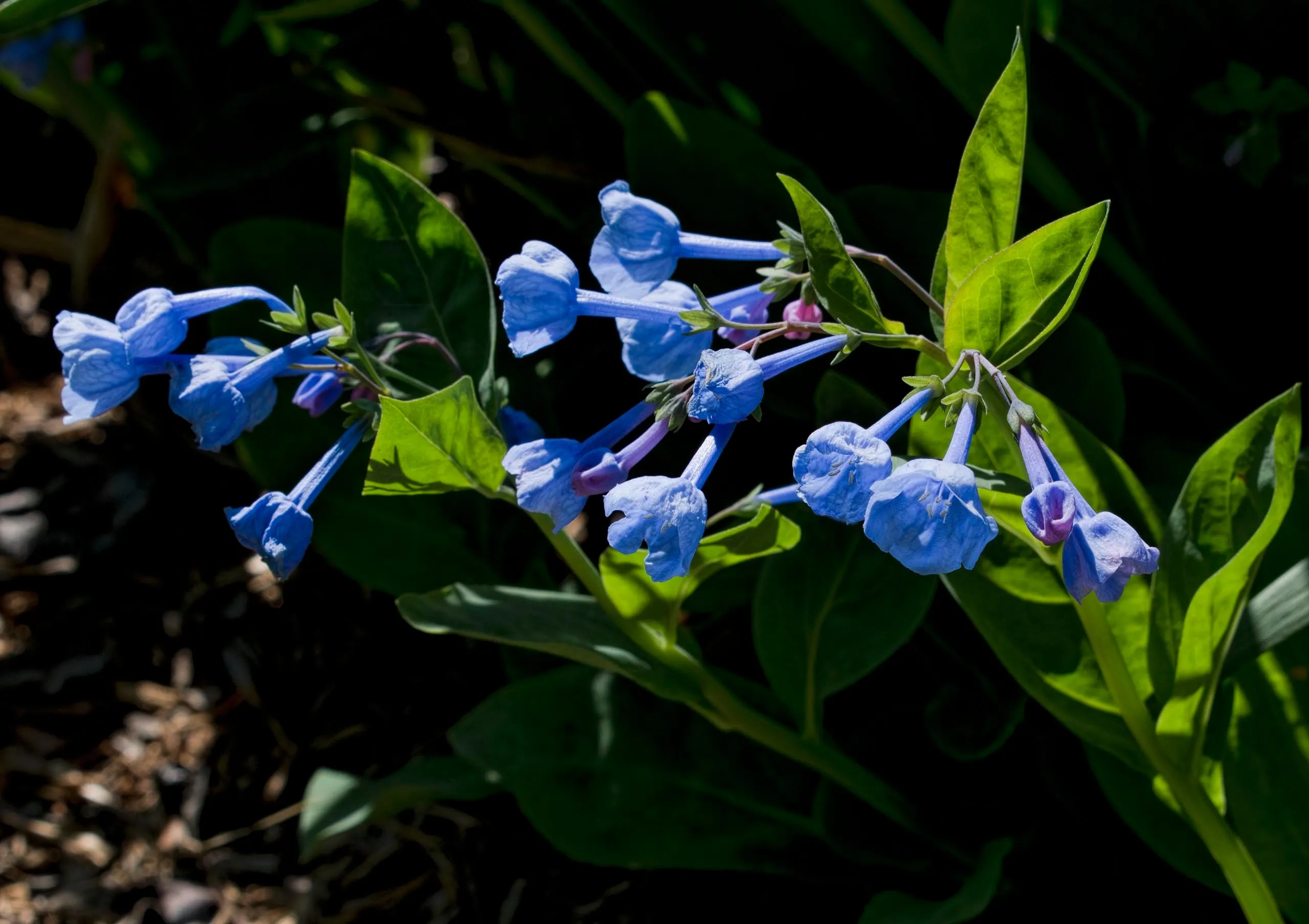 Virginia Bluebells  Mertensia virginica  75 Seeds  USA Company