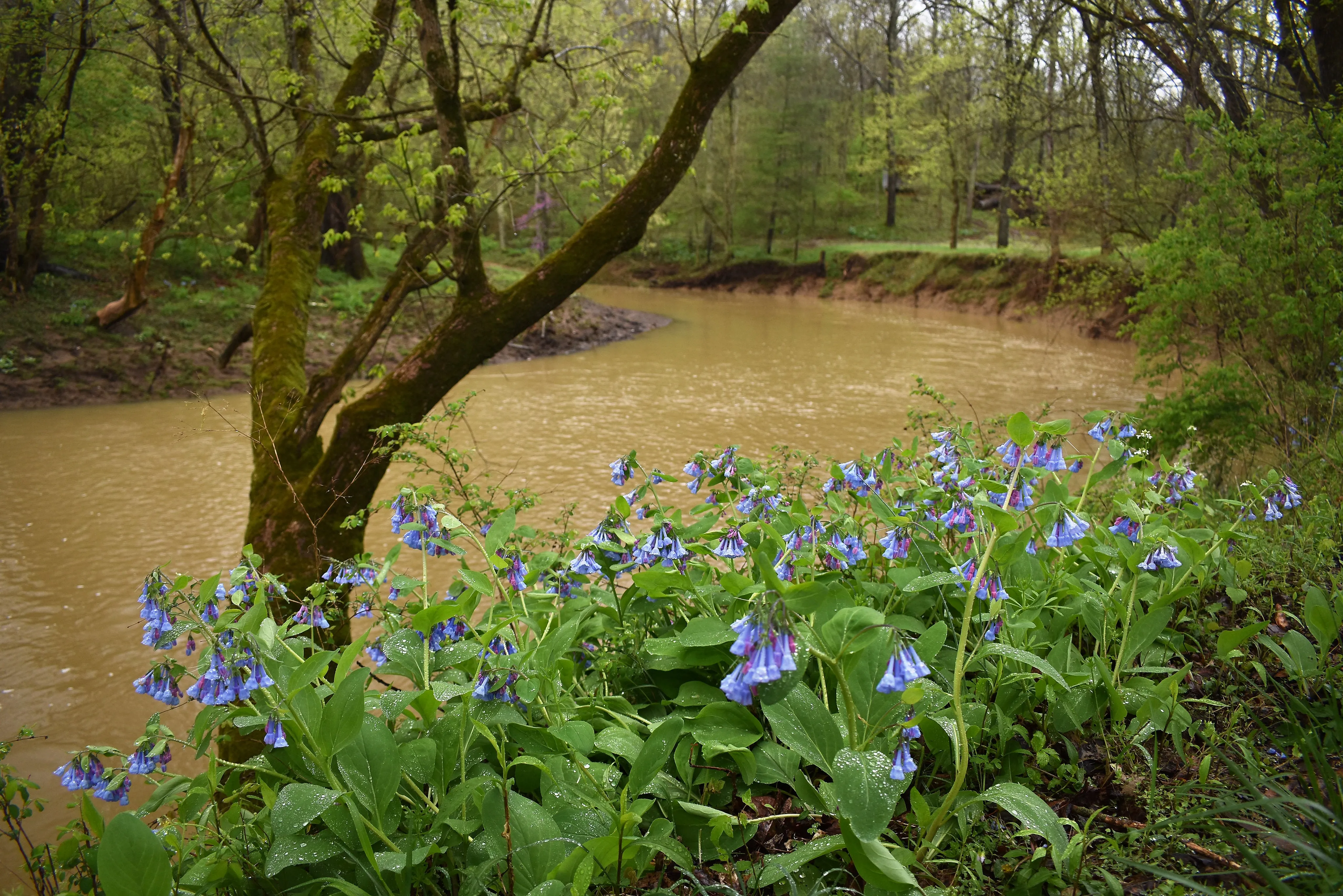 Virginia Bluebells  Mertensia virginica  75 Seeds  USA Company