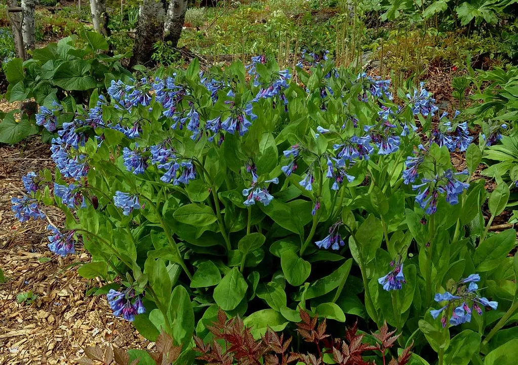 Virginia Bluebells  Mertensia virginica  75 Seeds  USA Company