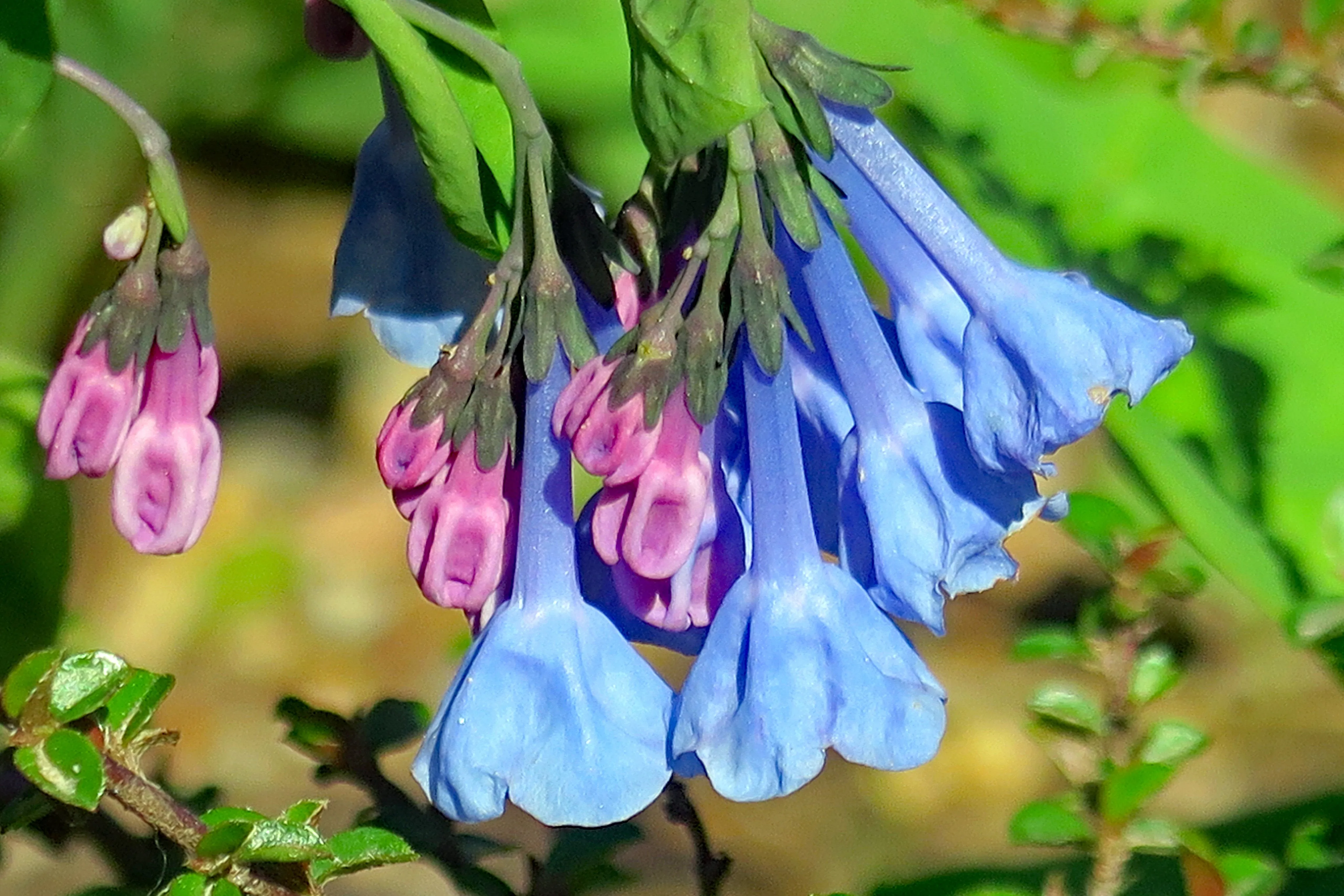 Virginia Bluebells  Mertensia virginica  75 Seeds  USA Company