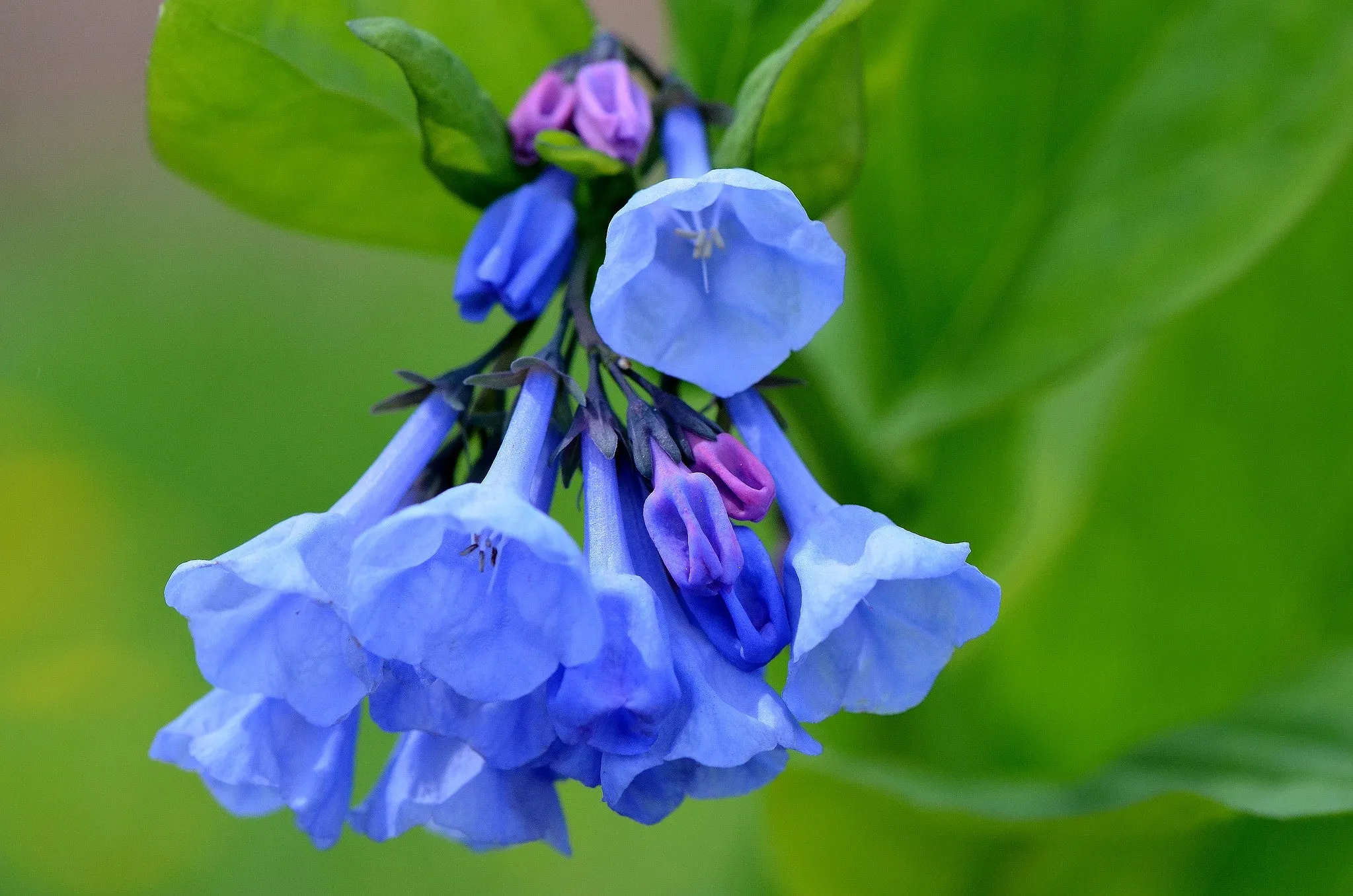 Virginia Bluebells  Mertensia virginica  75 Seeds  USA Company