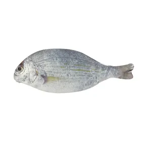 White Fish Fish Pencil Case